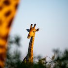 neugierige Giraffe
