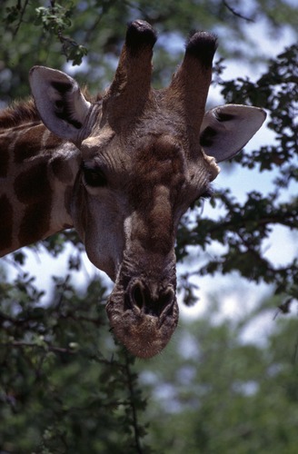 Neugierige Giraffe