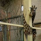 Neugierige Giraffe