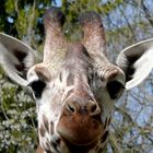 Neugierige Giraffe im Tierpark Hellabrunn (München)