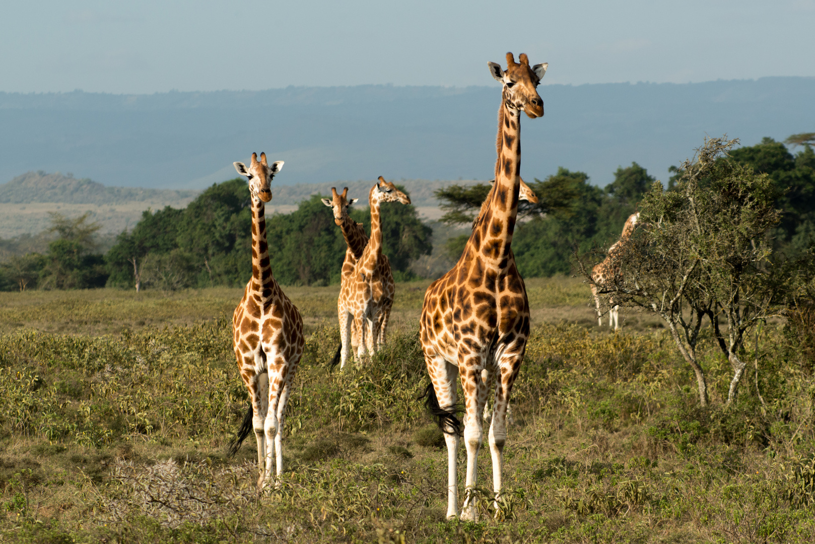 neugierige Giraffen