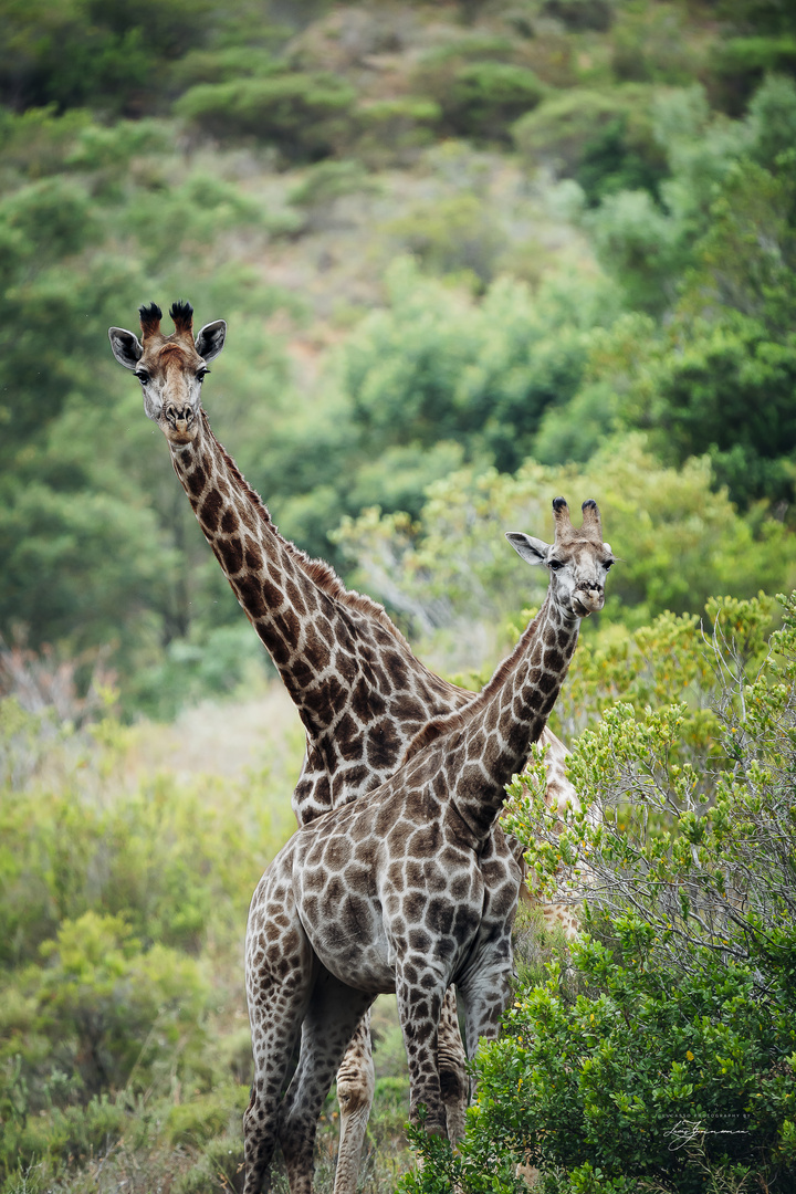 Neugierige Giraffen