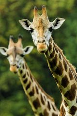 neugierige Giraffen