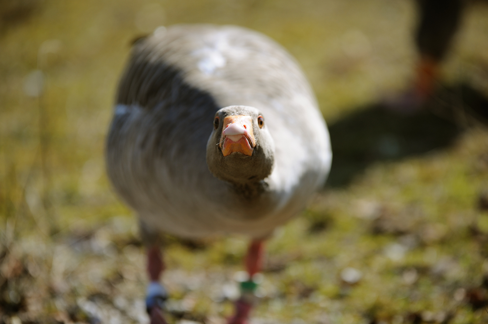 neugierige Graugans