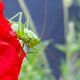 Neugierige Heuschrecke auf einer Mohnblume