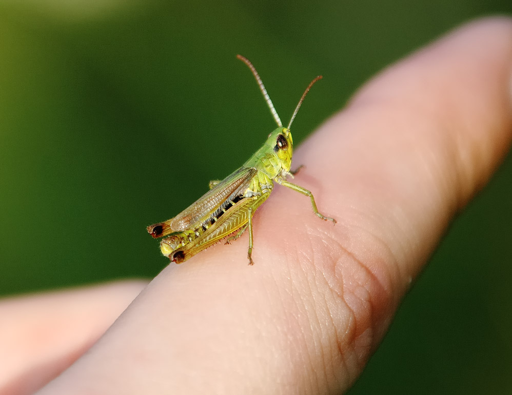 Neugierige Heuschrecke