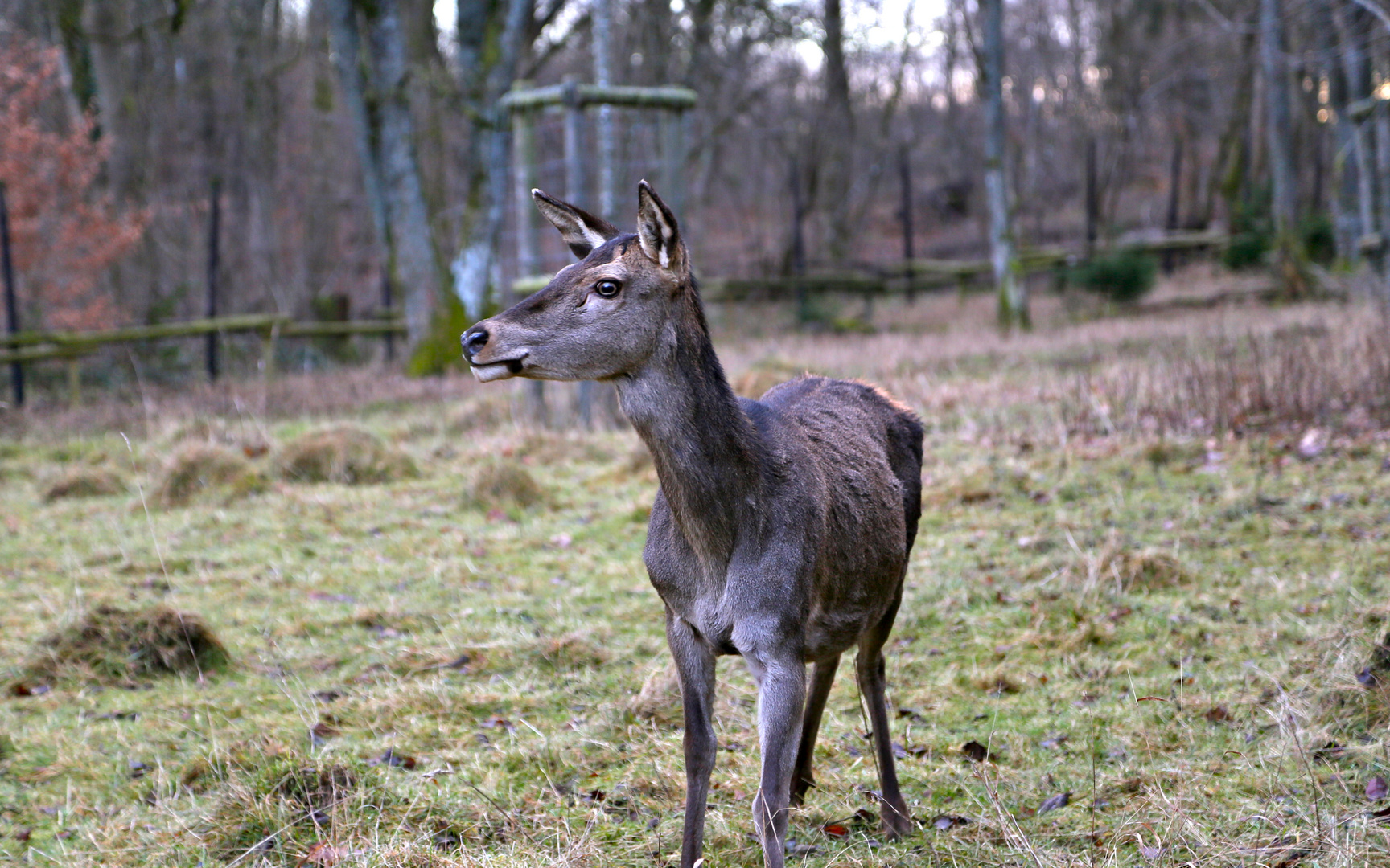 neugierige Hirschkuh