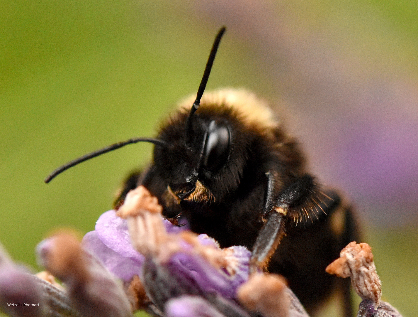 neugierige Hummel