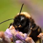 neugierige Hummel