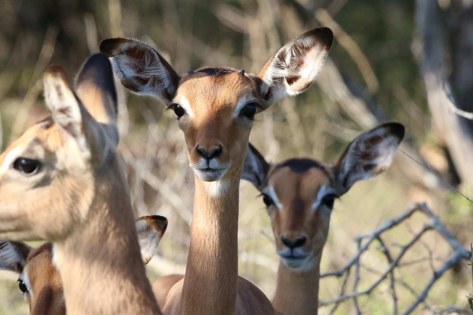 neugierige Impalas