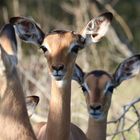 neugierige Impalas