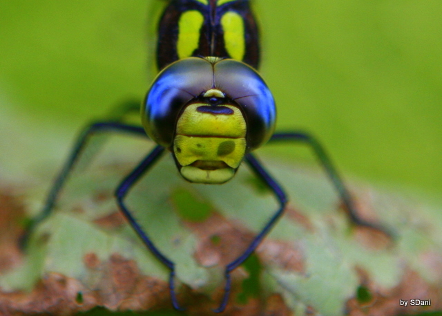 Neugierige Insekte