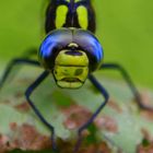 Neugierige Insekte