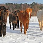 neugierige Isländer