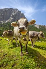 ~ Neugierige Jungtiere ~
