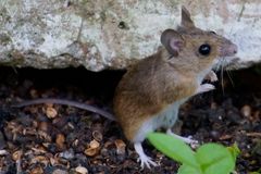 Neugierige Känguru-Maus