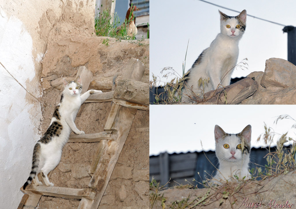 Neugierige Katze