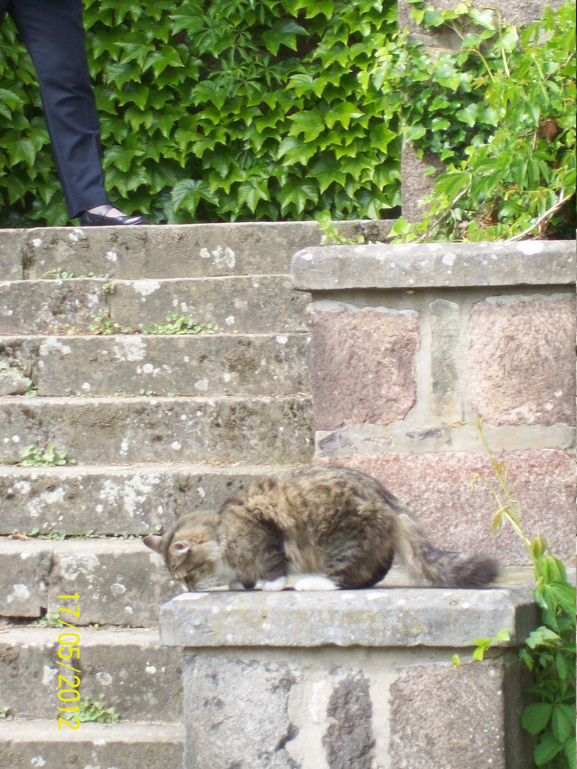 neugierige Katze