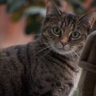 neugierige Katze am Fenster