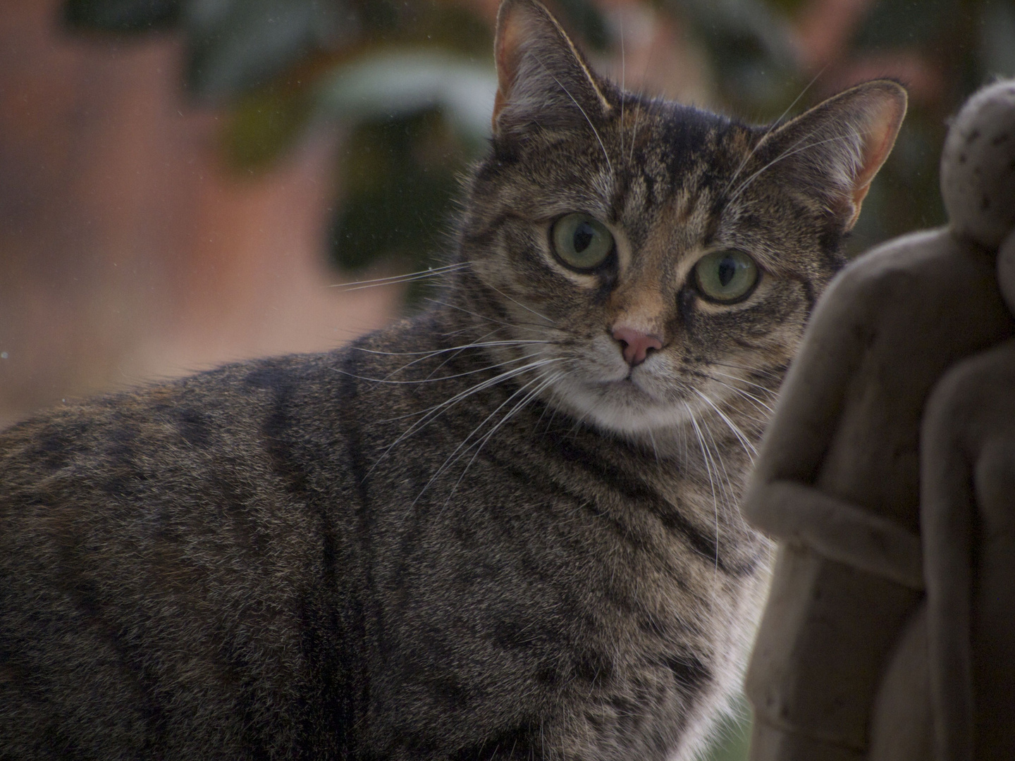 neugierige Katze am Fenster