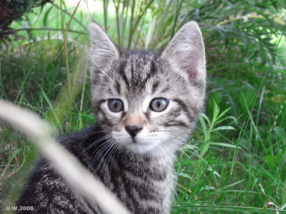 neugierige Katze