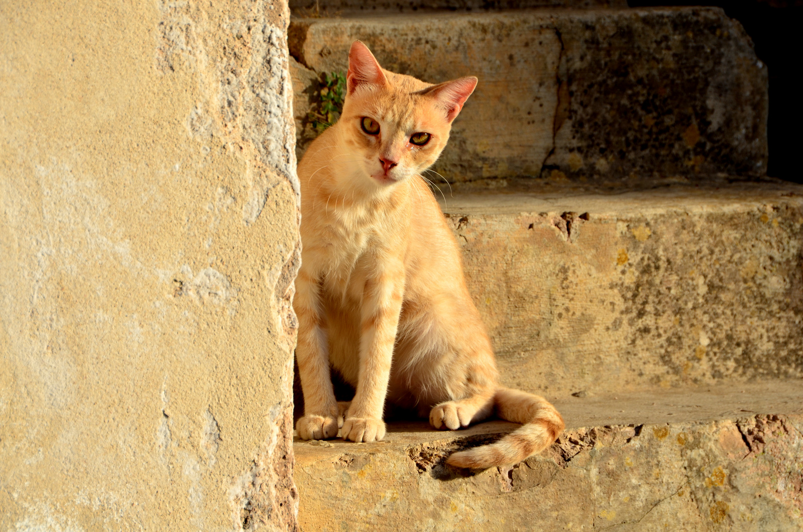 neugierige Katze