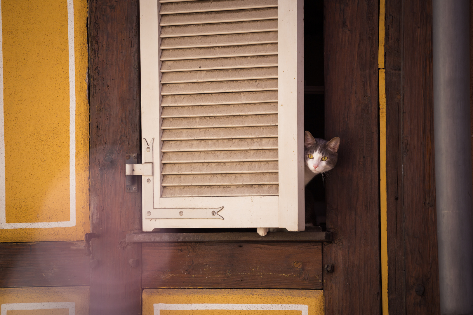 Neugierige Katze