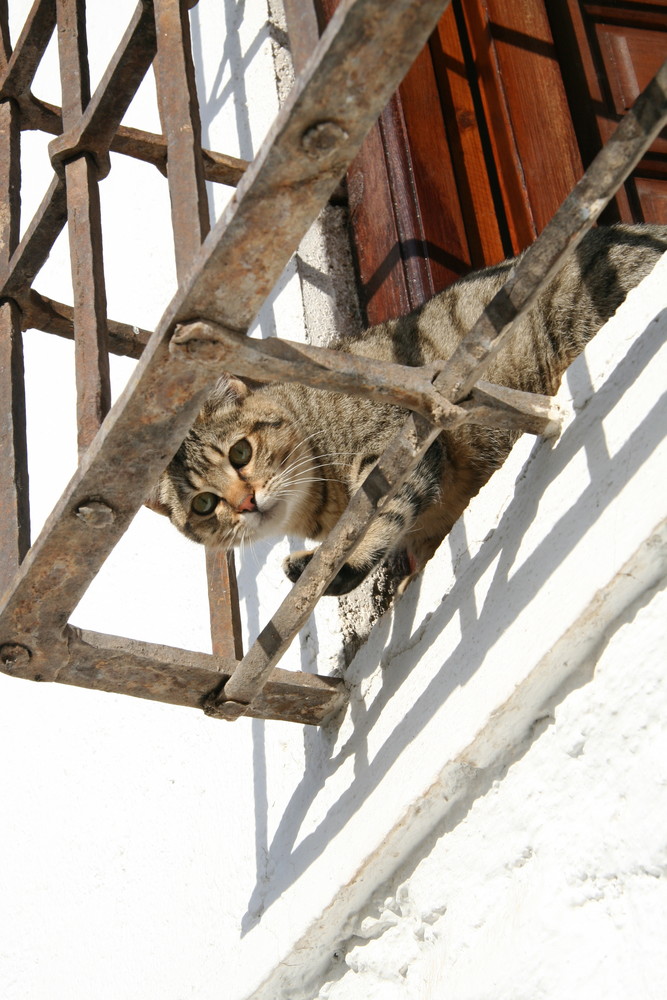 neugierige Katze im Albaycin