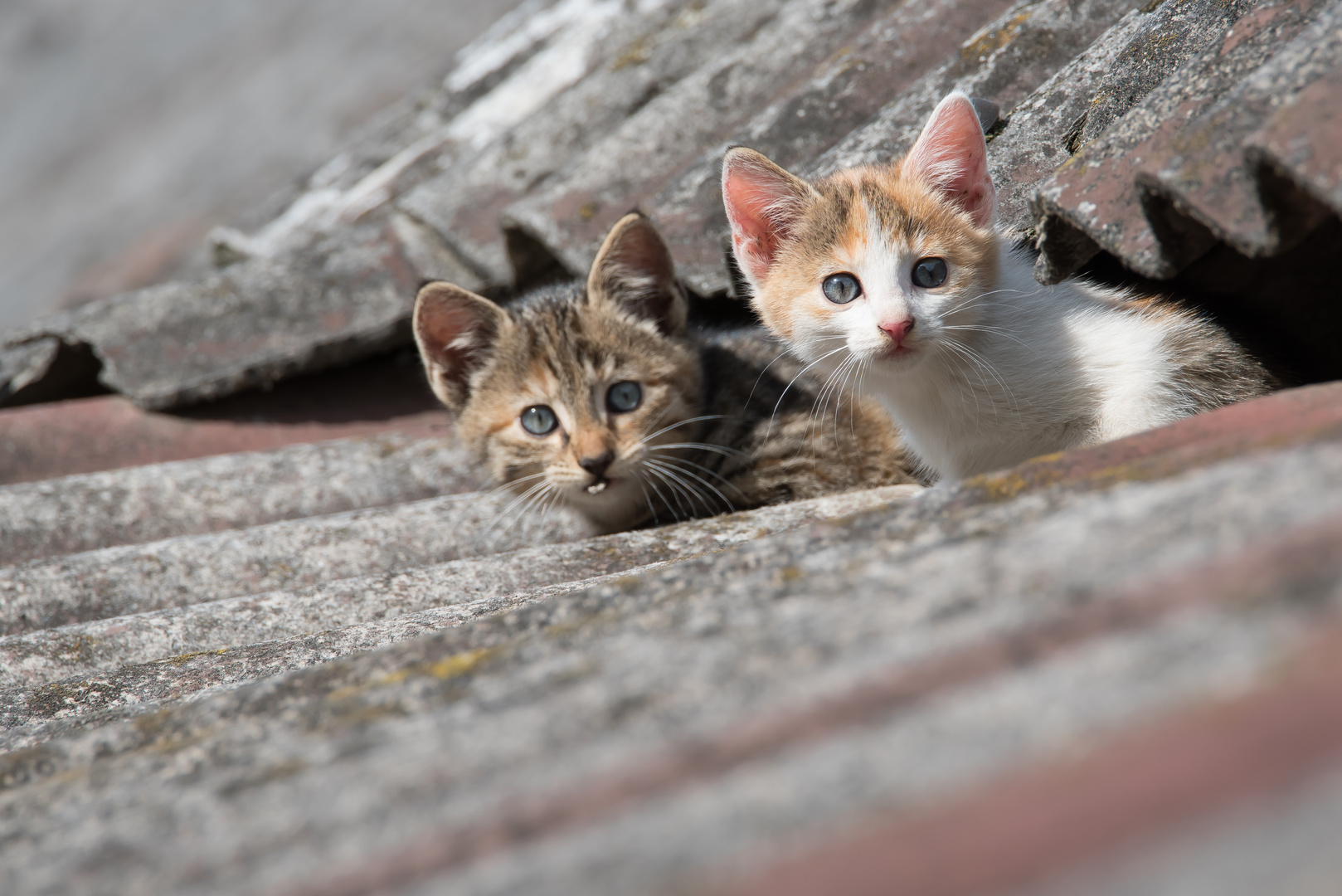 Neugierige Katzenkinder