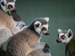 Neugierige Kerlchen