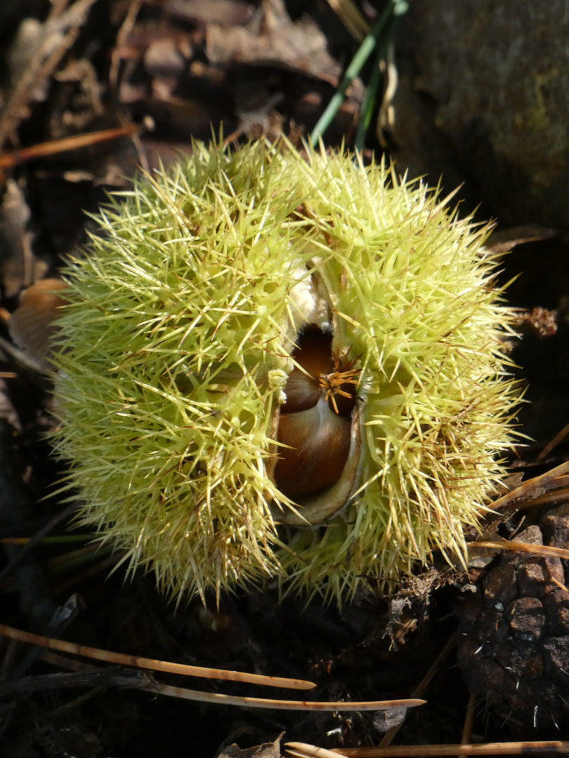 neugierige "Keschde" (Esskastanien)