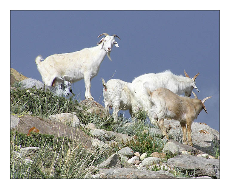 Neugierige kirgisische Bergziegen