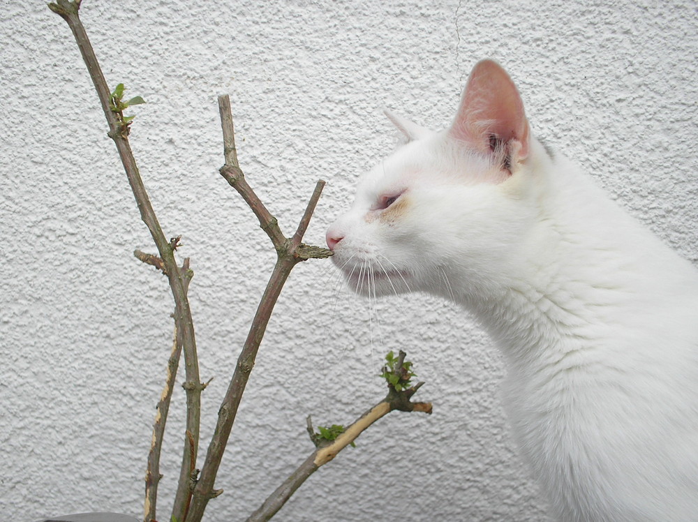 neugierige kleine Katze