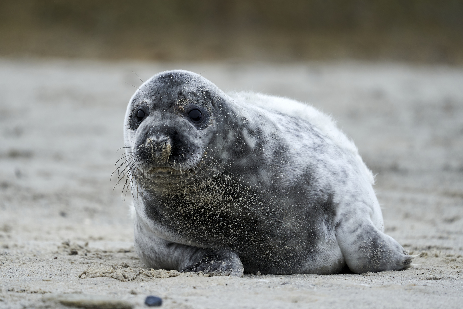 Neugierige kleine Kegelrobbe auf Helgoland