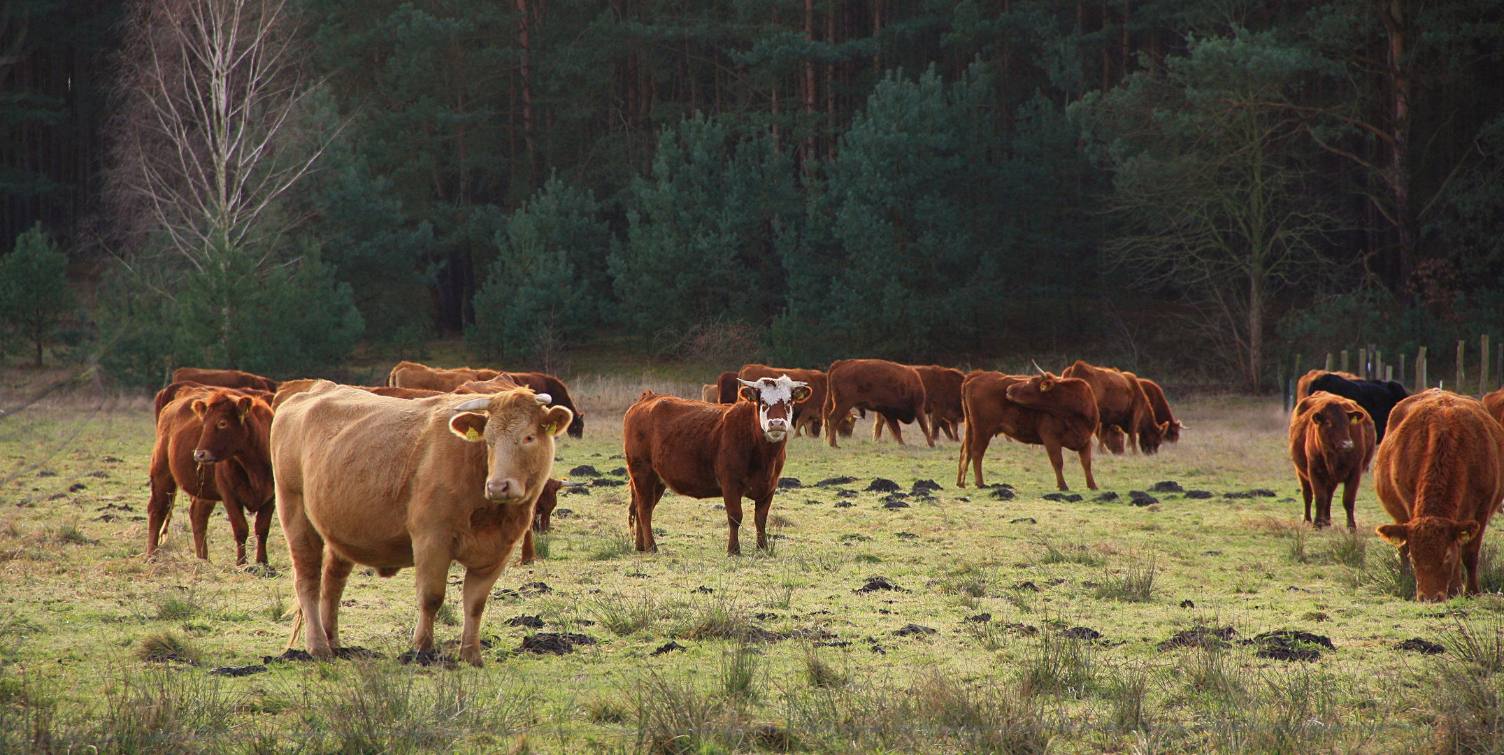 Neugierige Kühe