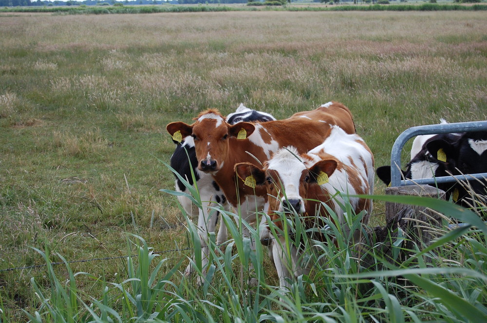 neugierige Kühe