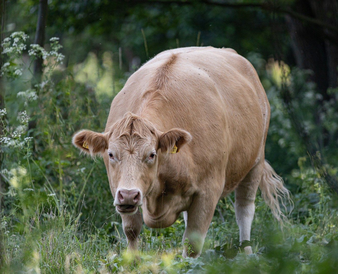 Neugierige Kuh