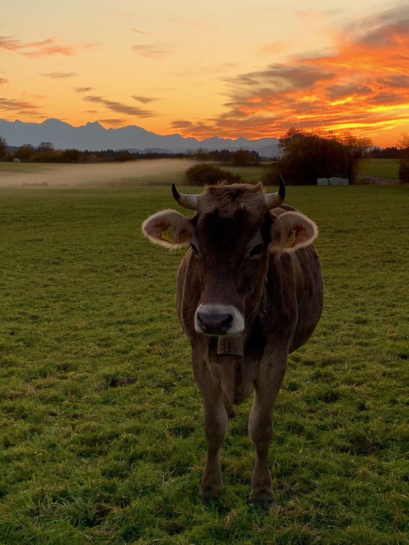 neugierige Kuh beim Abendspaziergang