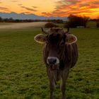 neugierige Kuh beim Abendspaziergang