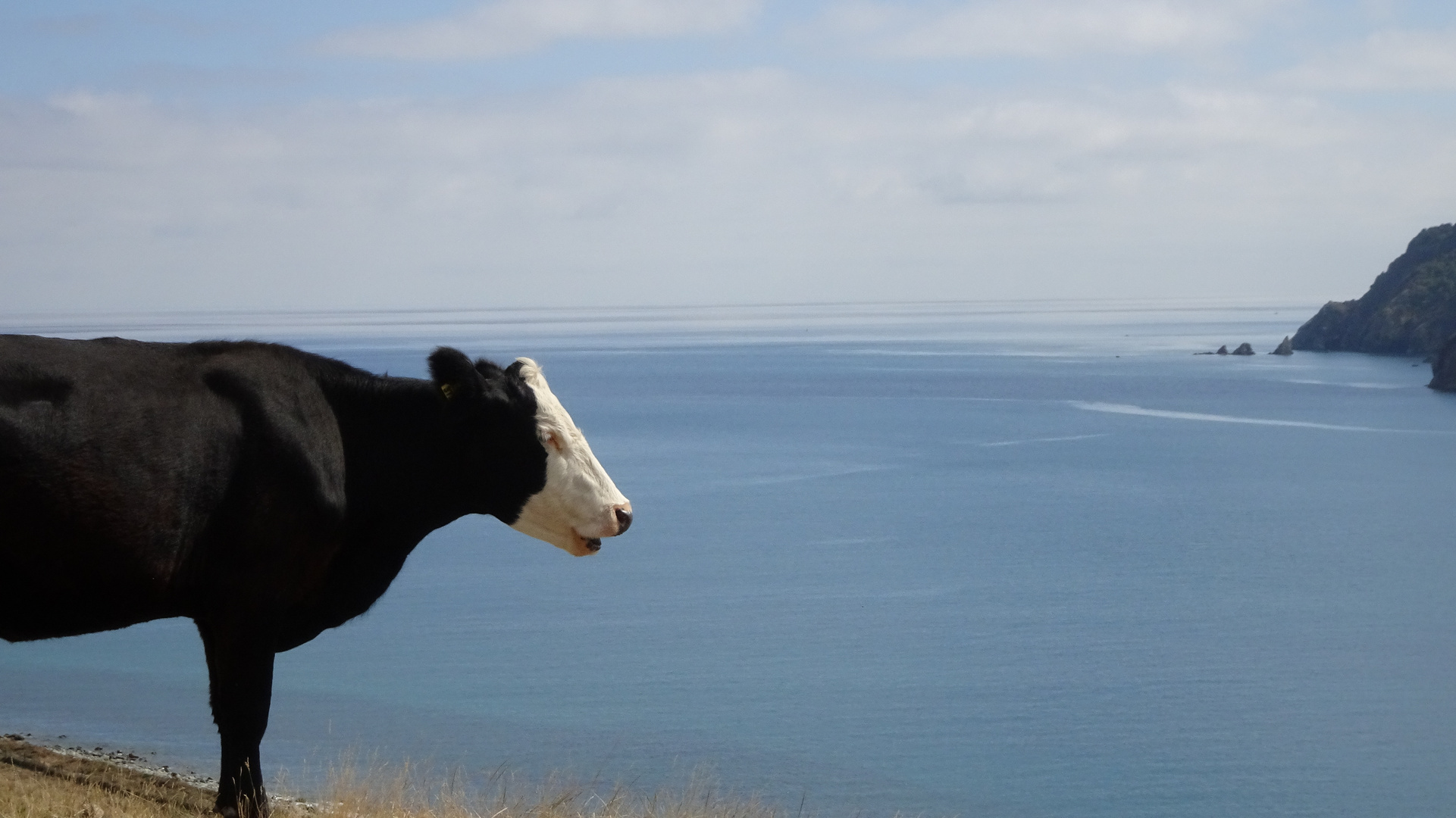 neugierige Kuh in Neuseeland