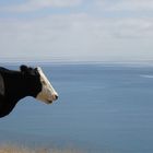 neugierige Kuh in Neuseeland