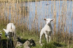 Neugierige Lämmchen an der Stör