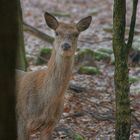 neugierige Leitkuh