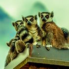 Neugierige Lemuren