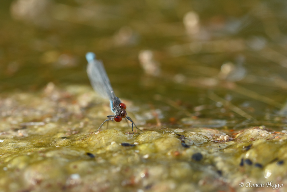 Neugierige Libelle