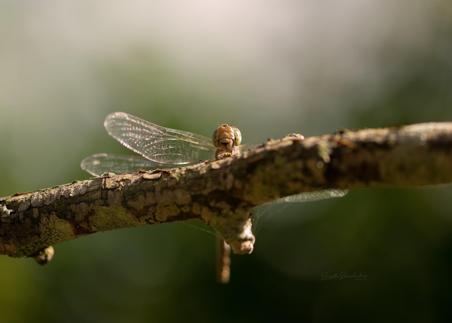 Neugierige Libelle 