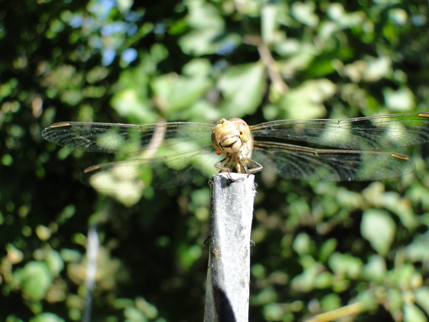 Neugierige Libelle