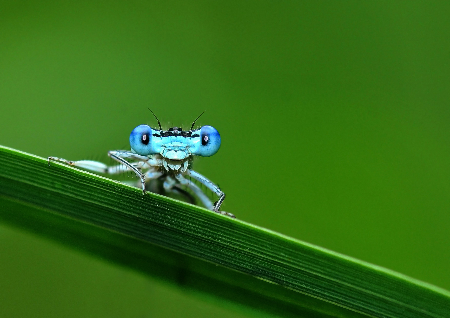 Neugierige Libelle