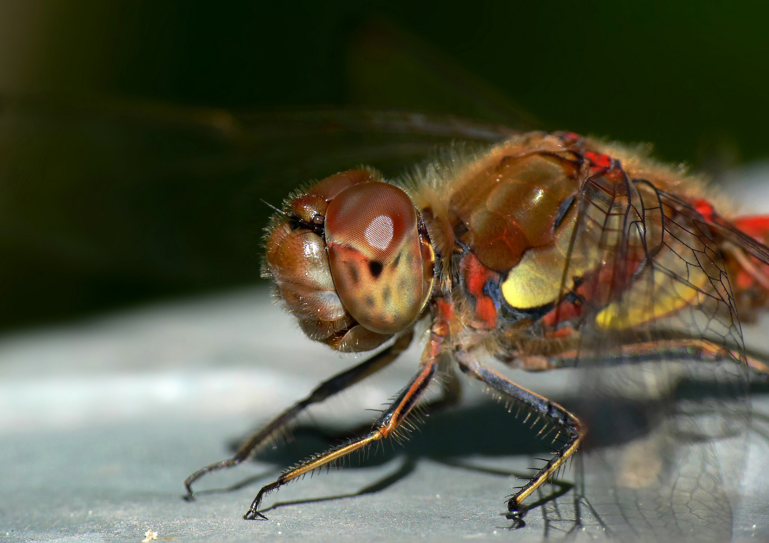 Neugierige Libelle :-)