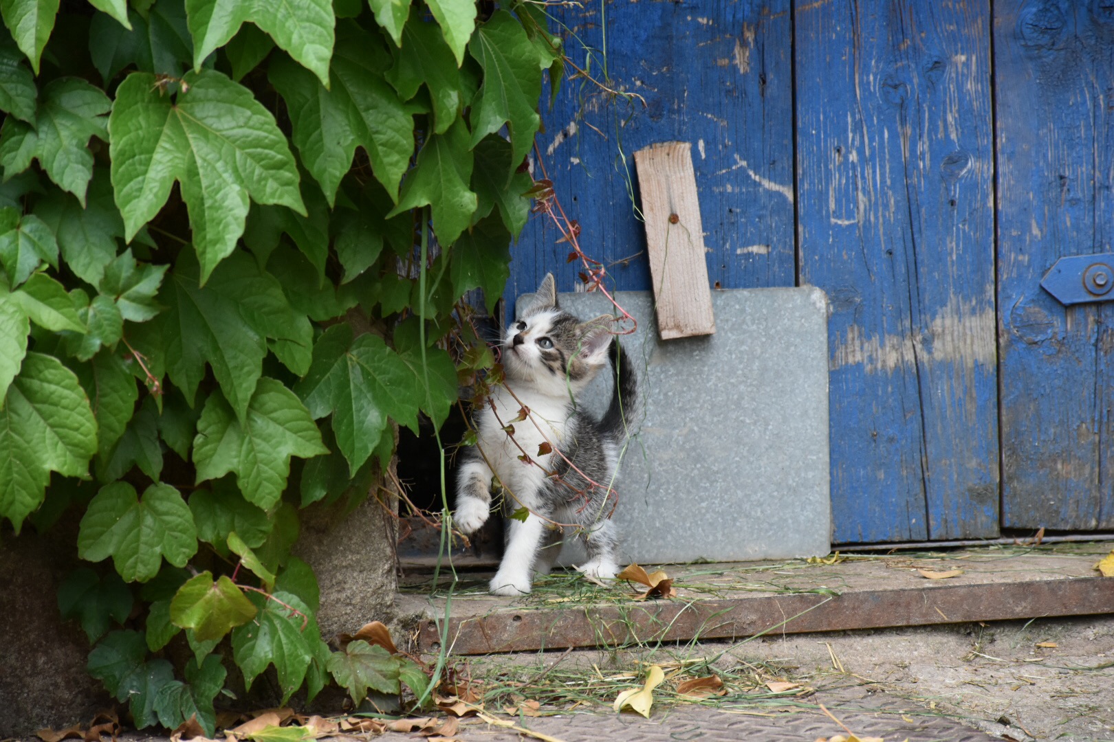 Neugierige Maikatze